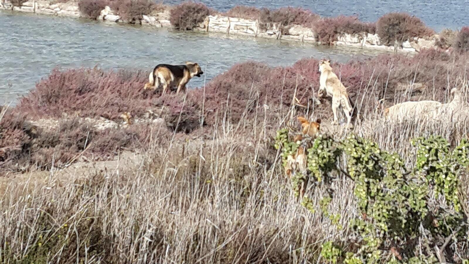 Molentargius, un branco di cani randagi in azione: “Pericolo per le persone”