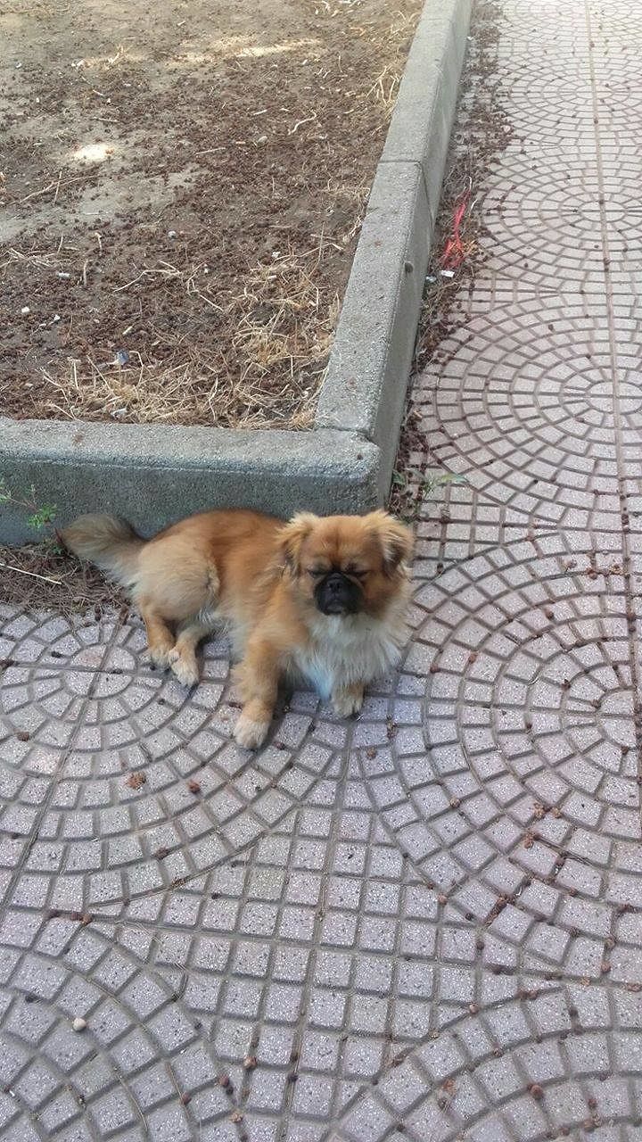 Tom è scomparso da Elmas: SOS per ritrovarlo