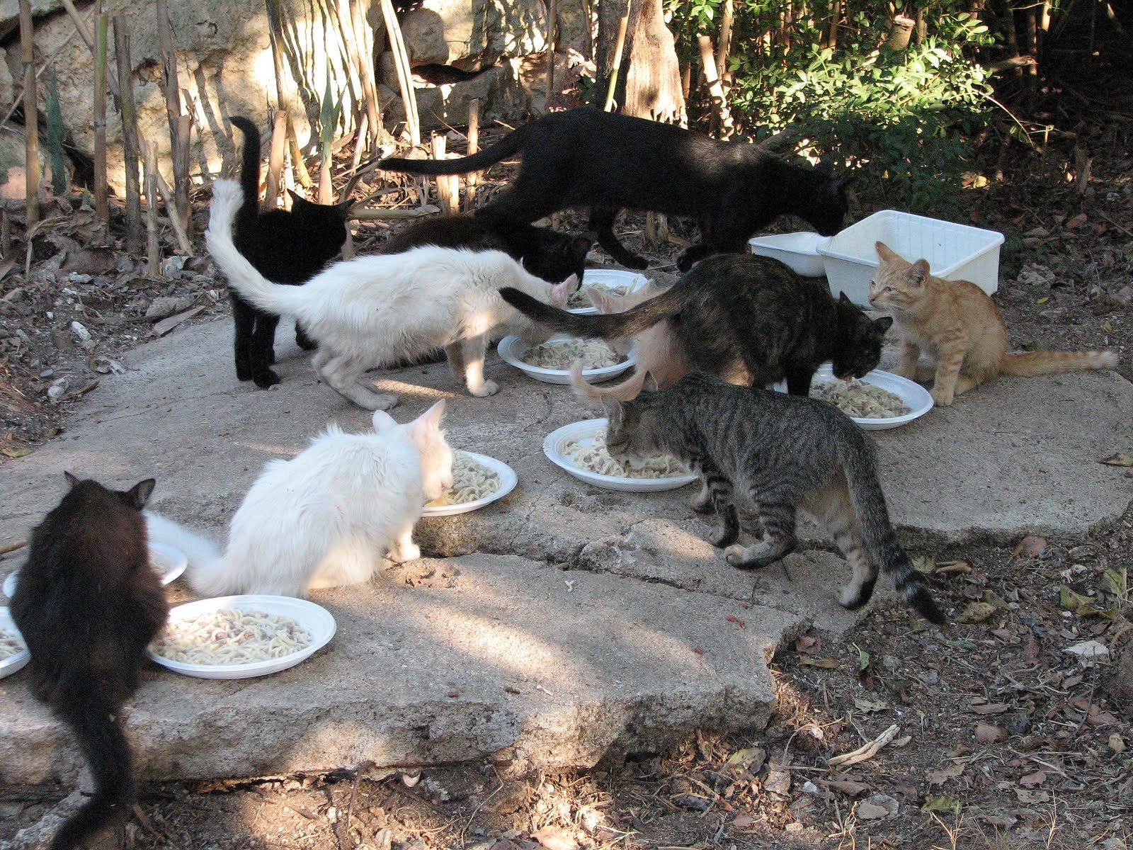 Trenta gatti in casa, puzza di urina invade palazzo: “Pericolo per la sanità pubblica”