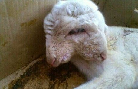 Agnello choc in un allevamento sardo: nato con due teste