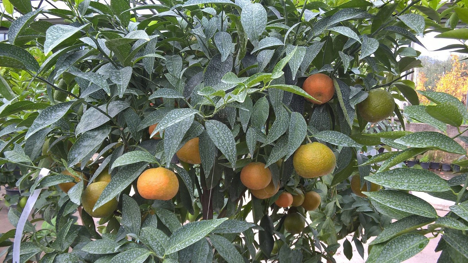 Poetto, in azione il ladro di mandaranci: le donne chiamano i carabinieri