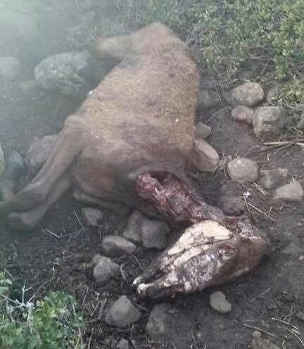 “Sardegna, i cavallini della Giara muoiono e vengono nascosti negli anfratti”