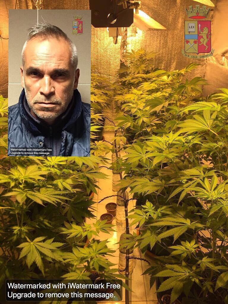 Assemini, una serra di marijuana nascosta in casa: nei guai cagliaritano