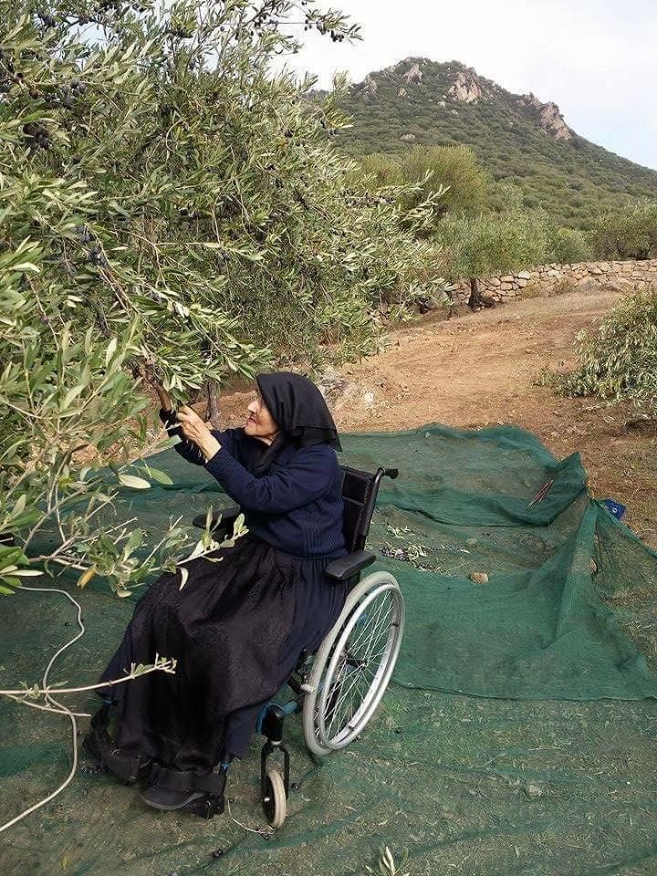 La sedia a rotelle non la ferma, Tzia Mariedda raccoglie le olive: la foto è virale