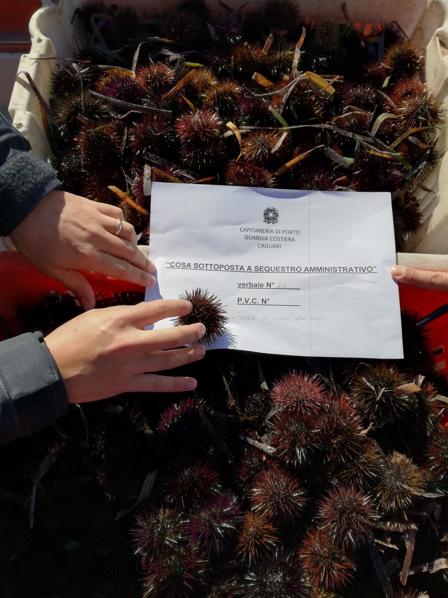 Frutti d’Oro, sequestrati 1500 ricci di mare: multa salata per due pescatori