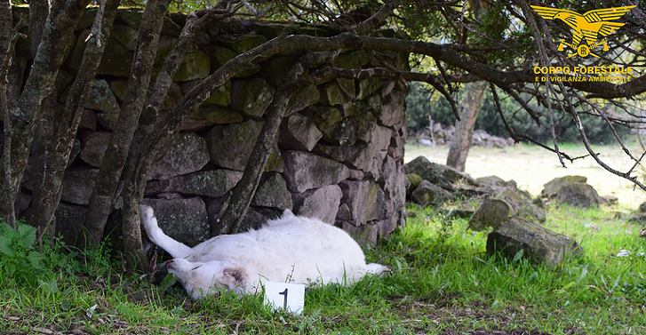 Strage di animali avvelenati: allevatore a processo, primo caso in Sardegna