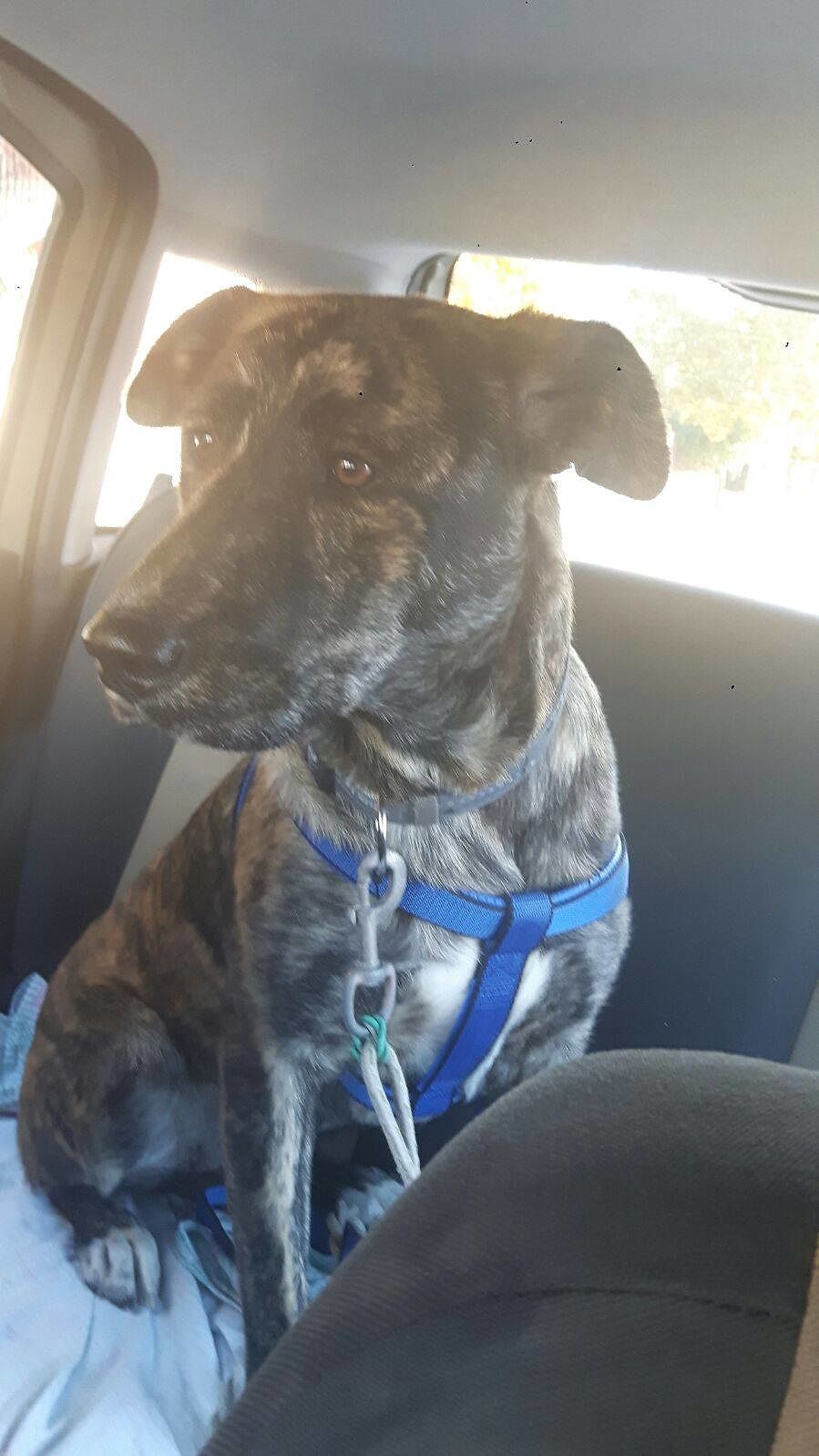 Ilary, abbandonata a morte certa e salvata: ora cerca casa e una “vera” famiglia