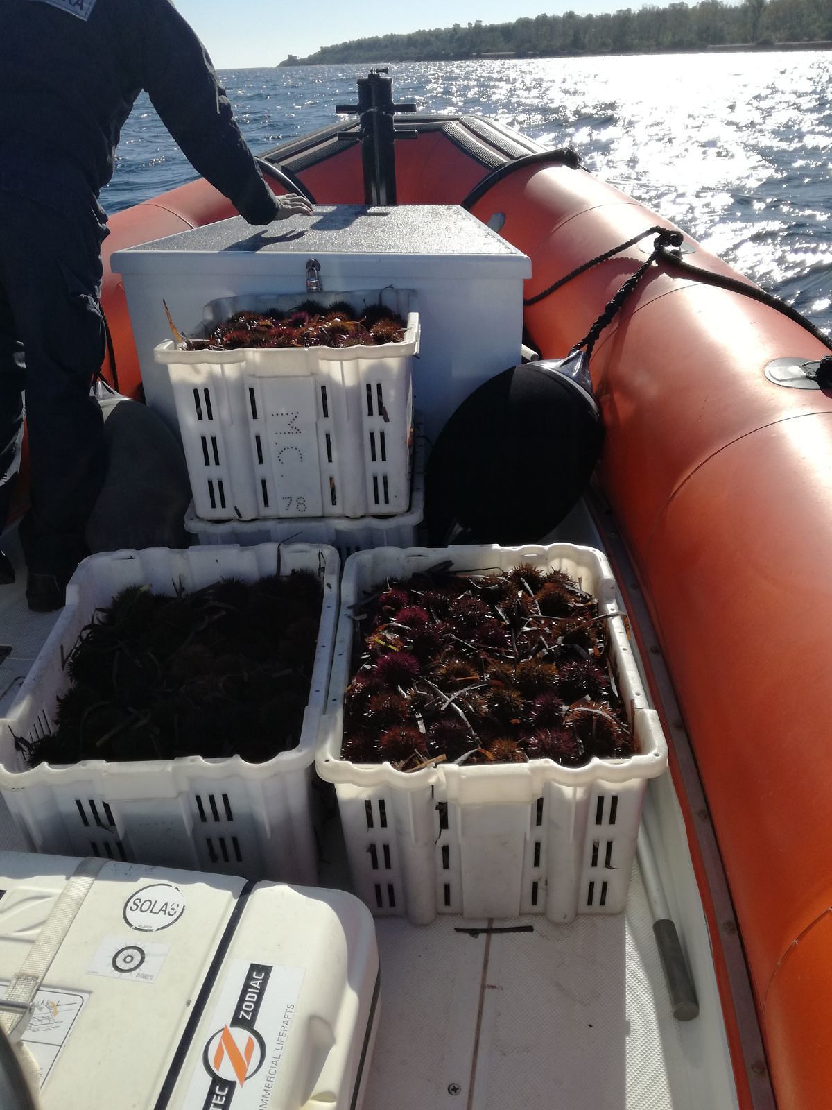 Sarroch, 2000 ricci sequestrati: maxi multa da 1000 euro a due pescatori