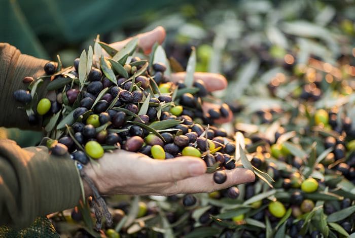 Sardegna, altro che disoccupazione: “Disertato il nostro bando per gli ulivi”