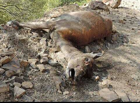 Pula, la strage silenziosa dei cervi: ecco come la siccità li sta uccidendo