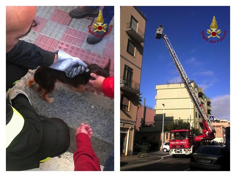 Cagnetto rischia di cadere dal terrazzo, intervengono i vigili del fuoco