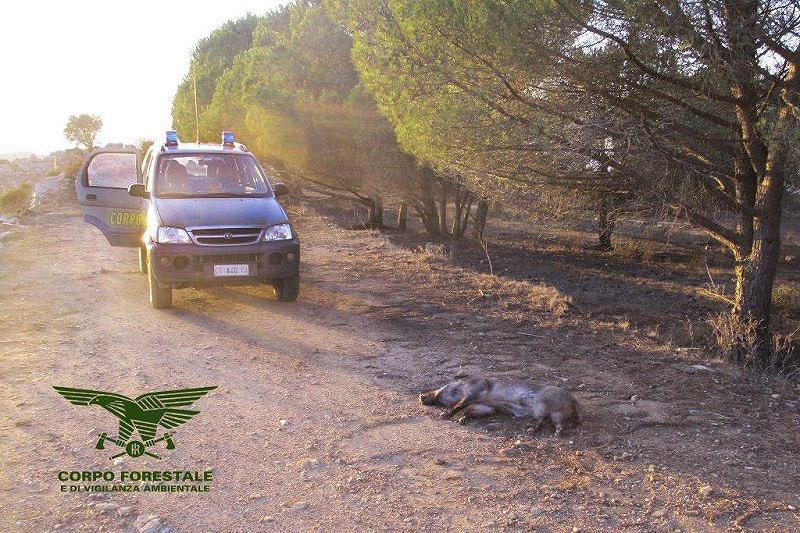 Bracconaggio, uccidono cinghiale in area protetta: 4 denunce