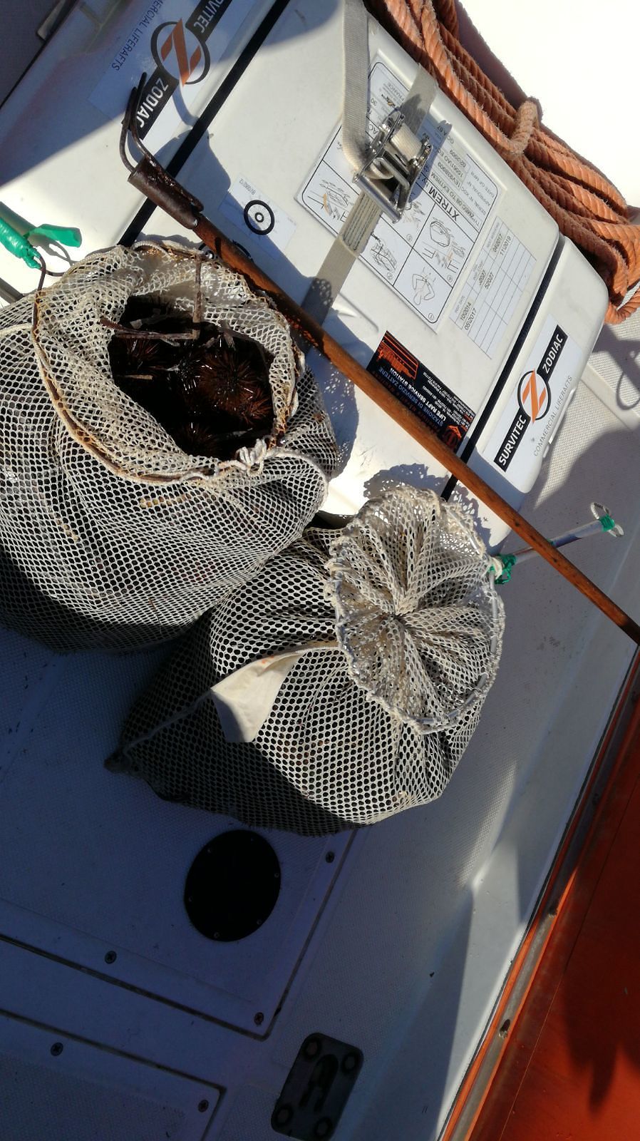 Frutti d’Oro, sequestrati 500 ricci: multa di duemila euro per due pescatori