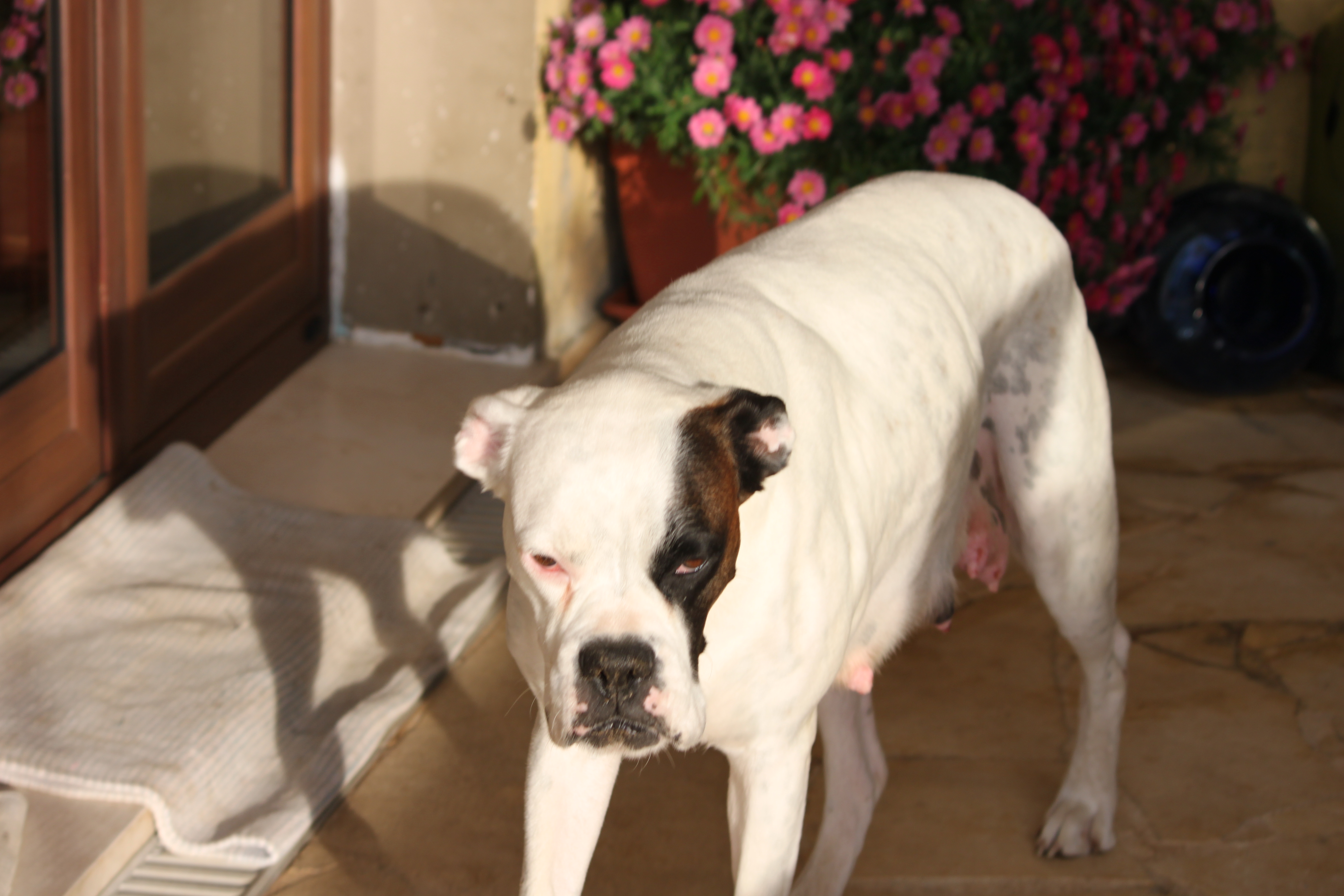 Kokò si è smarrita a Is Mortorius: sos per ritrovare la boxer perduta