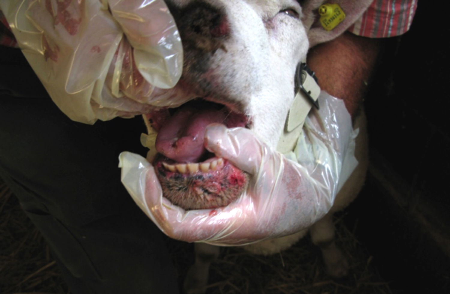 Sos a Pula: “Muoiono i cani avvelenati dalle carcasse delle pecore”