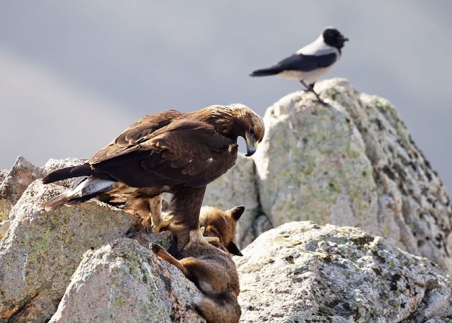 “Falconeria fra passato e presente”, laboratorio storico didattico al Museo Archeologico di Sassari