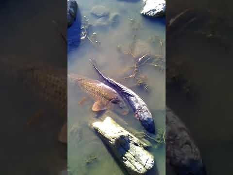 Siccità, moria di pesci nel Flumendosa: è allarme fra i pescatori