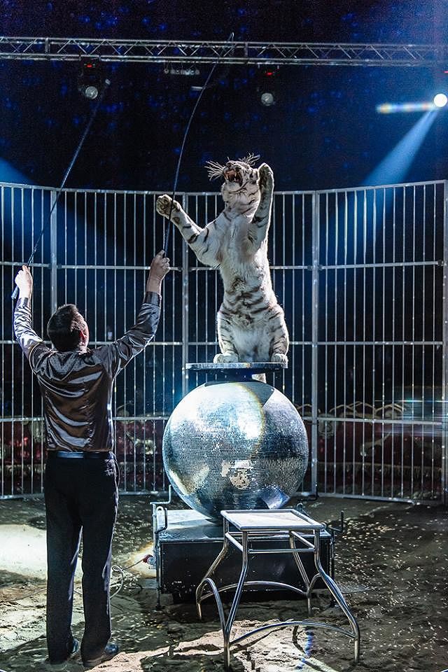 Dall’uomo proiettile alla tigre bianca: ritorna a Cagliari il Circo di Rinaldo Orfei