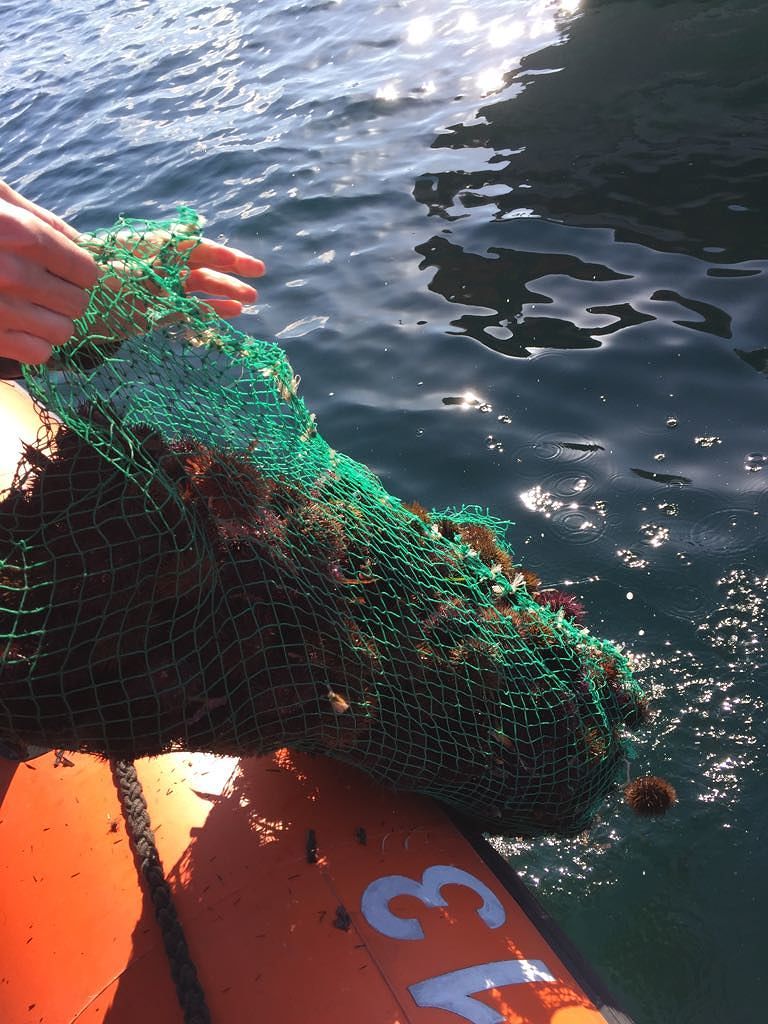 Capoterra, stretta sui sub sportivi: maxi multa per la pesca illegale dei ricci