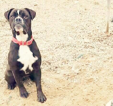 Cagliari, sos per un bellissimo cane da salvare: rischia di andare in canile