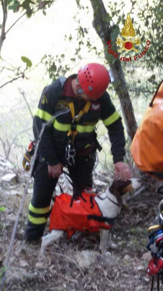 Villasalto, cane da caccia in difficoltà: salvato dai vigili del fuoco