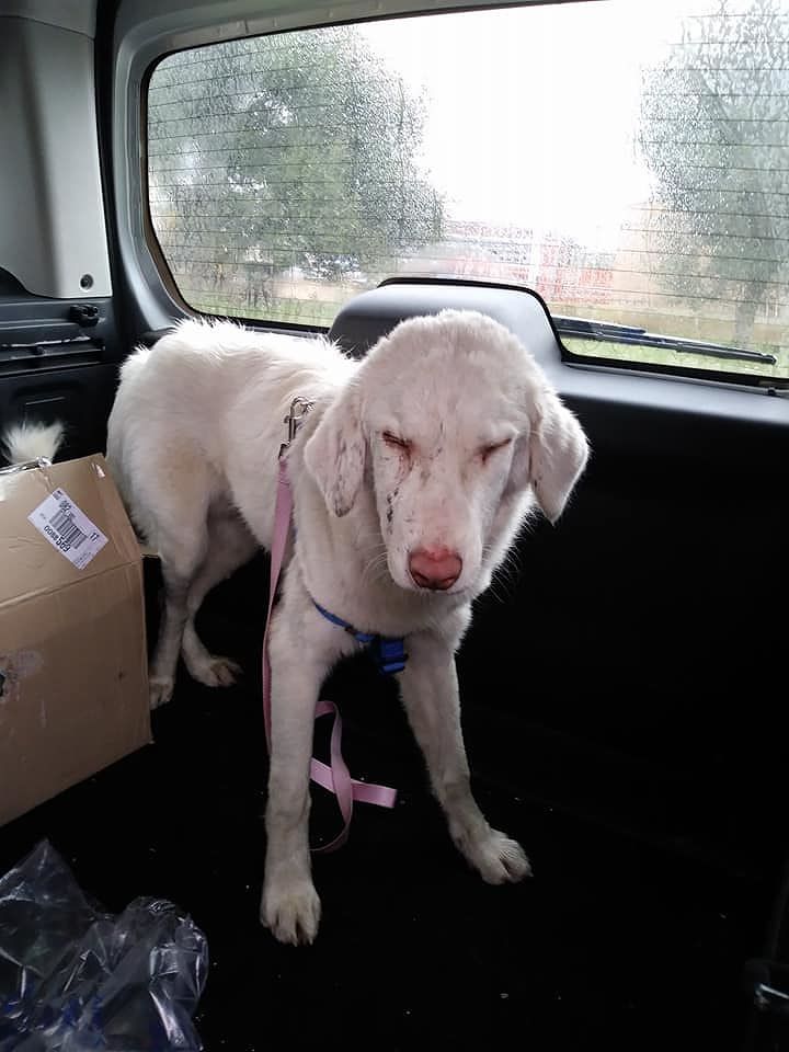 Villacidro, sos per il maremmano semi cieco a causa di percosse o sostanze irritanti