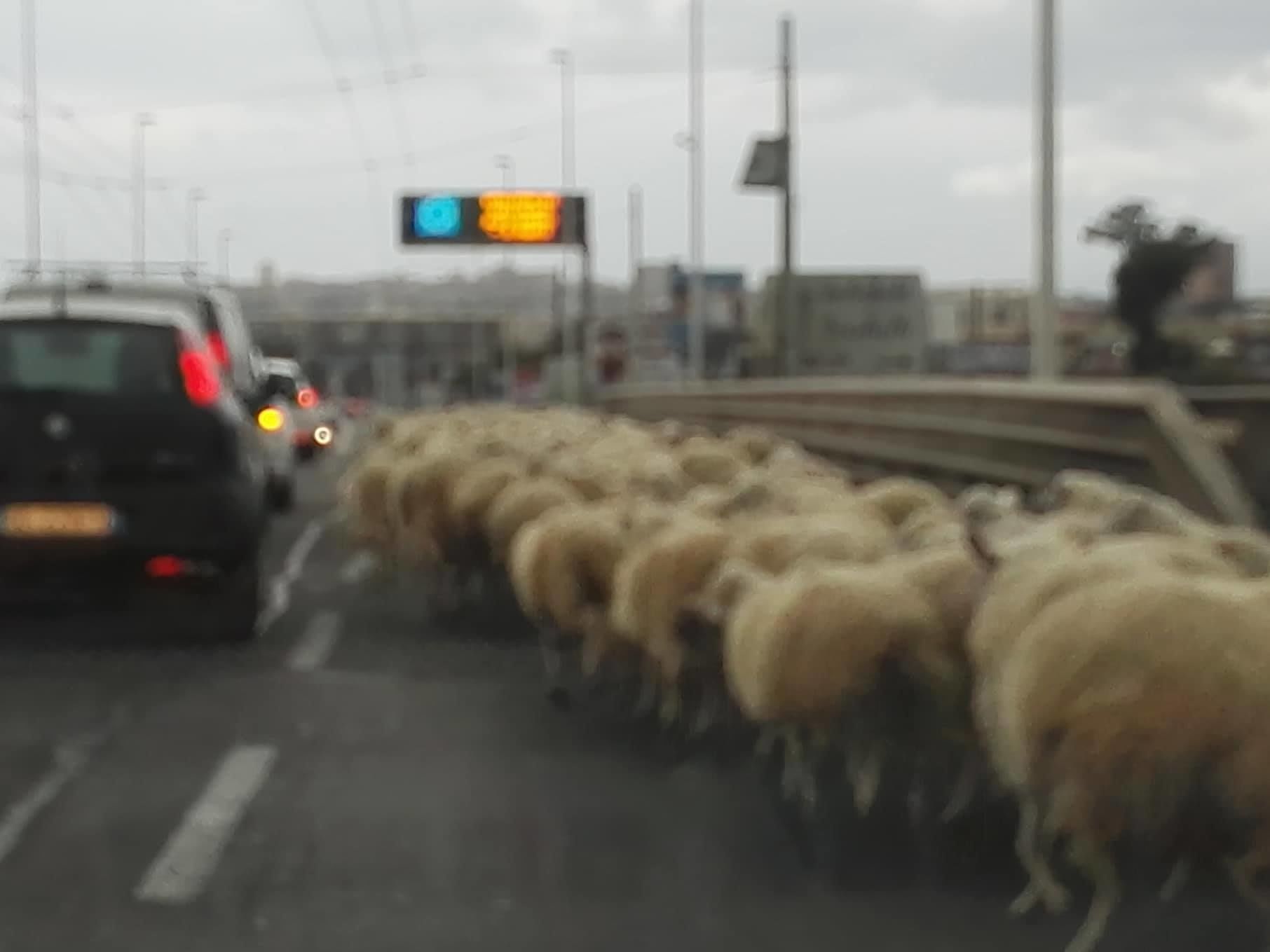 Cagliari, viale Marconi invasa dalle pecore nell’ora di punta: dentro la carreggiata