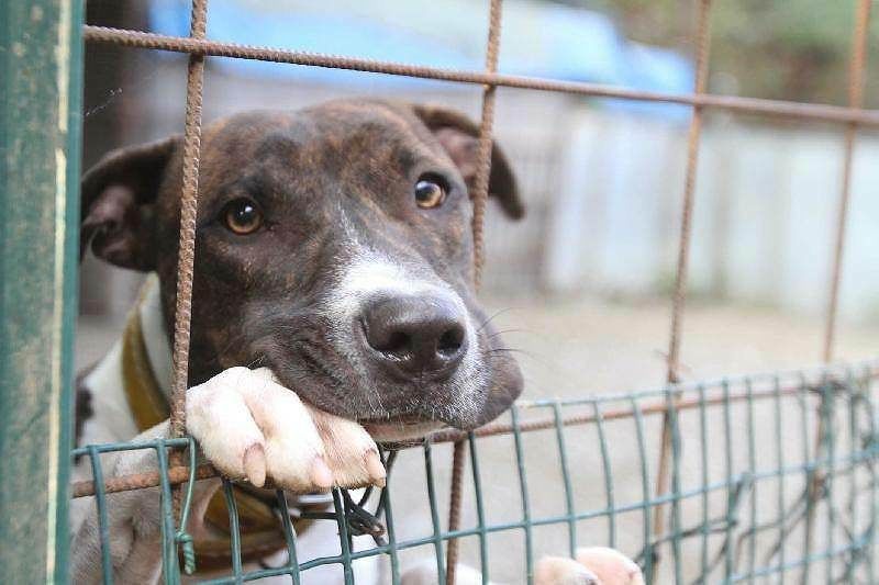 L’esempio di Barrali, una “zampa” di bontà: mille euro per l’adozione di ogni cane