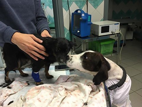 Crocetta, la cagnetta sarda gravissima incrocia Freccia: lo sguardo d’amore