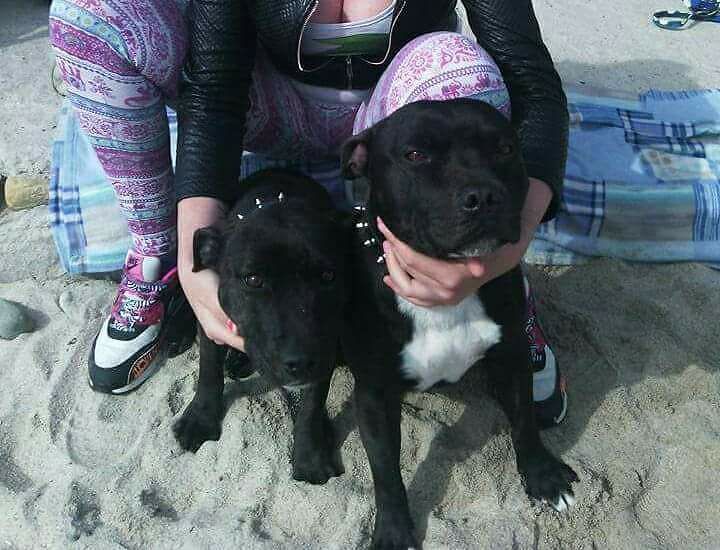 Sant’Isidoro, Jessika cerca i suoi due cani: “Vi prego, aiutatemi a trovarli”