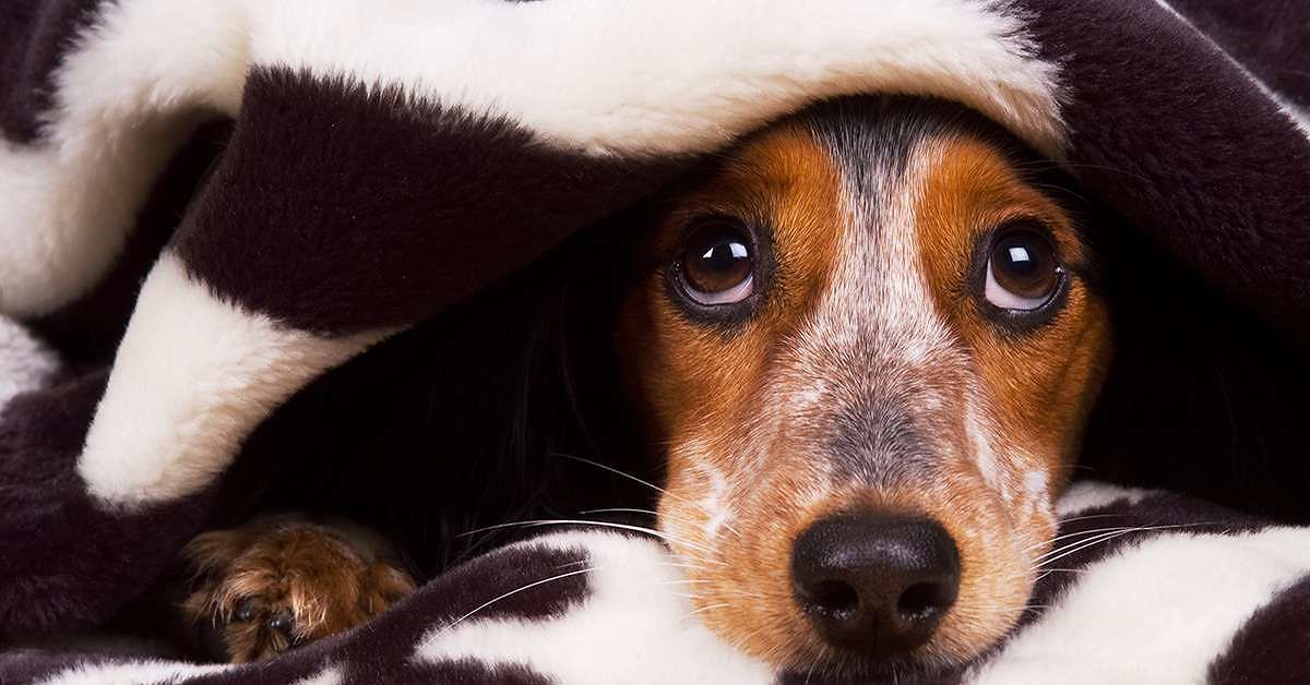 Botti di Capodanno, Assemini dice “no”: il sindaco Puddu firma l’ordinanza