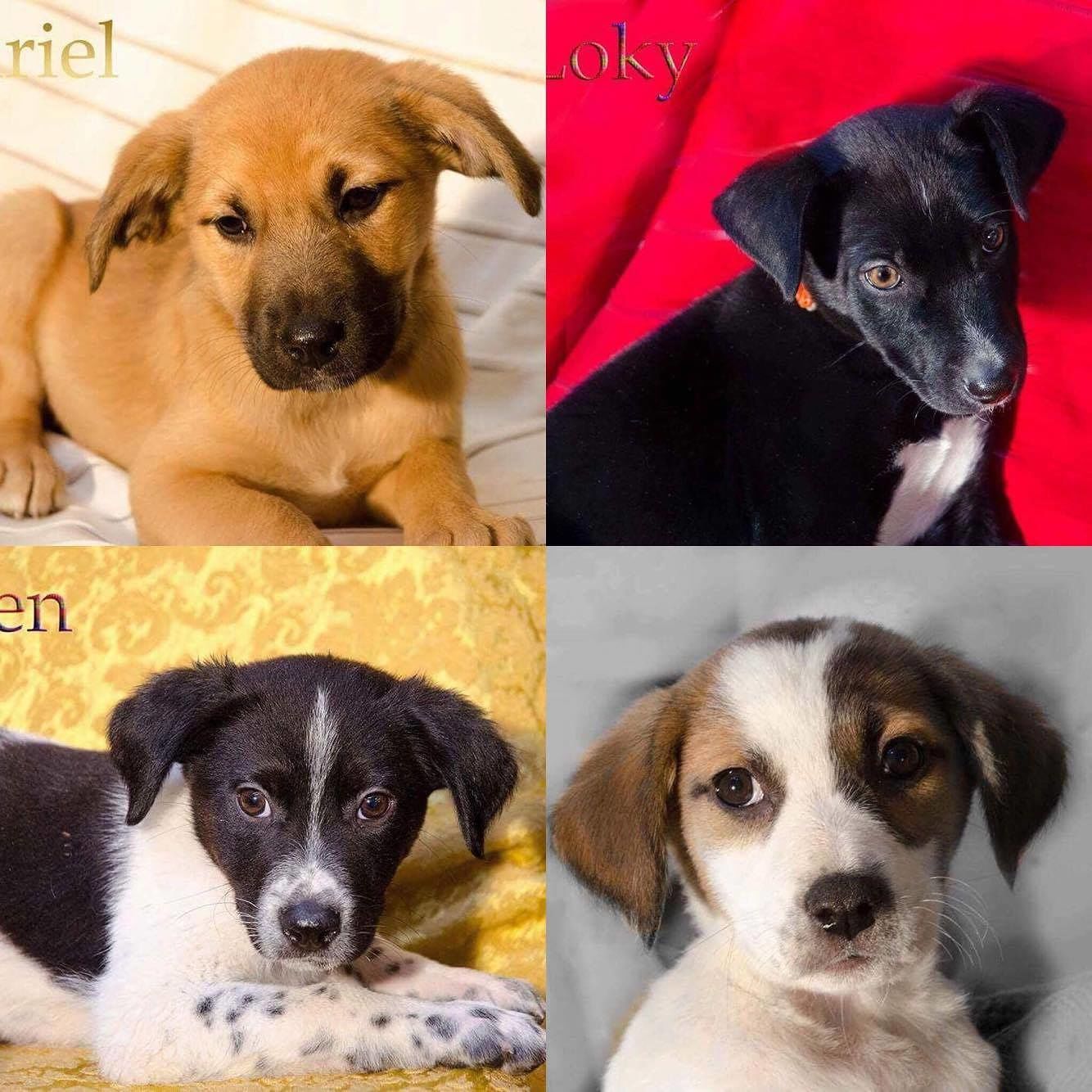 Abbandonati a morte certa sulla 554: 4 cuccioli cercano casa, chi li adotta?