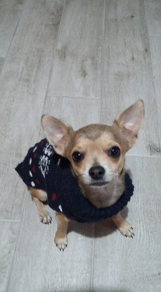 Cagliari, Tommasino è scomparso: ricompensa per chi lo riporta a casa