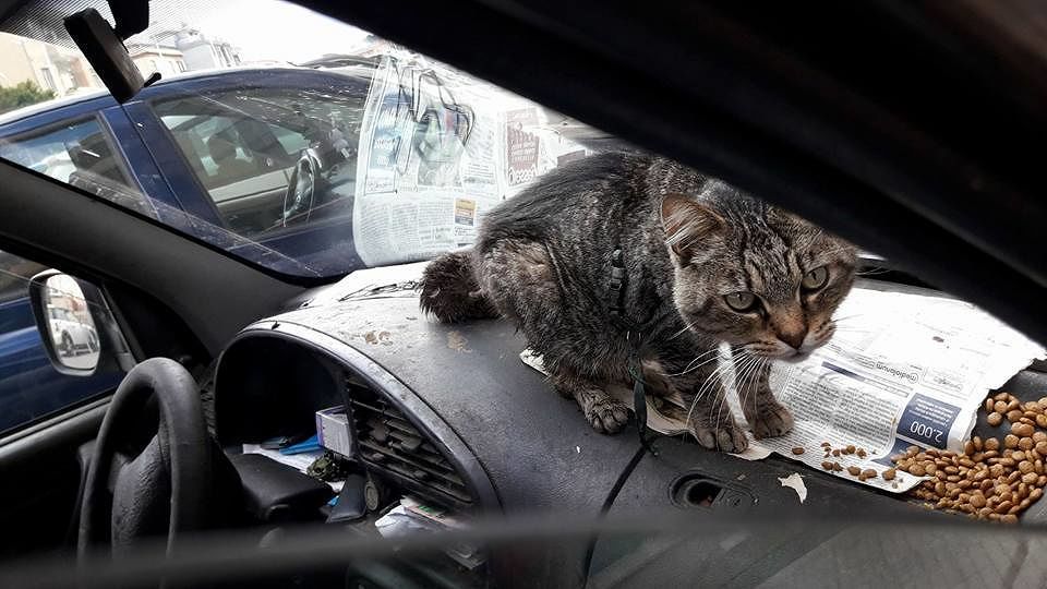 Cagliari, sos per un gattino: vive in auto col suo padrone che ora sta male