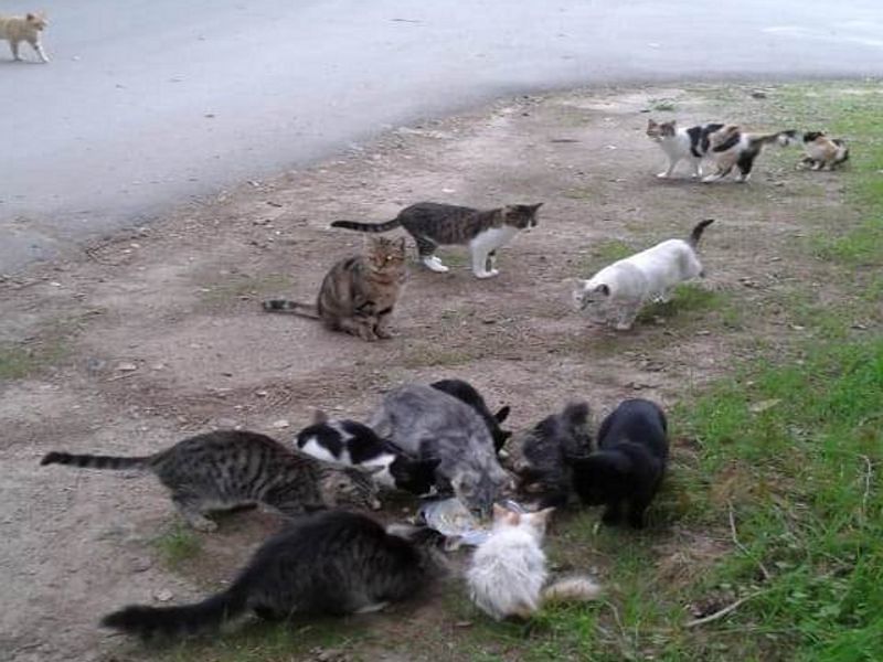 Colonia di gatti randagi al freddo e senza cibo a Sestu, scatta la gara di solidarietà
