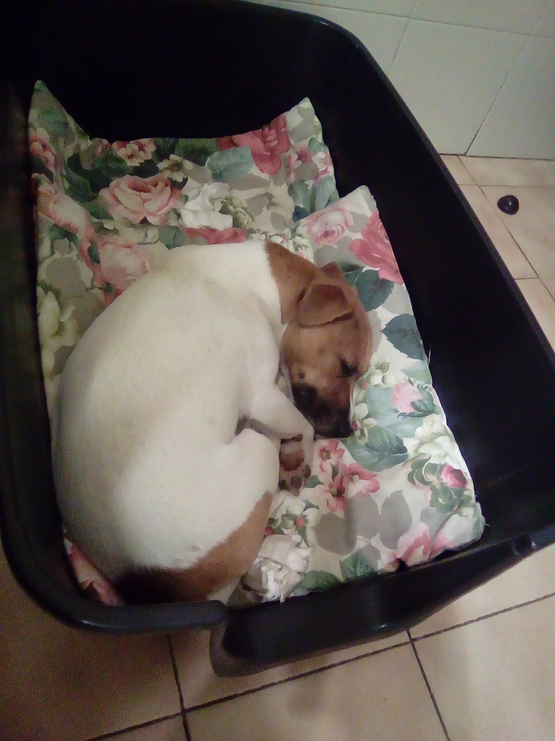 Lucy, dolce cagnetta si è smarrita nel Quartiere del Sole: aiutiamola