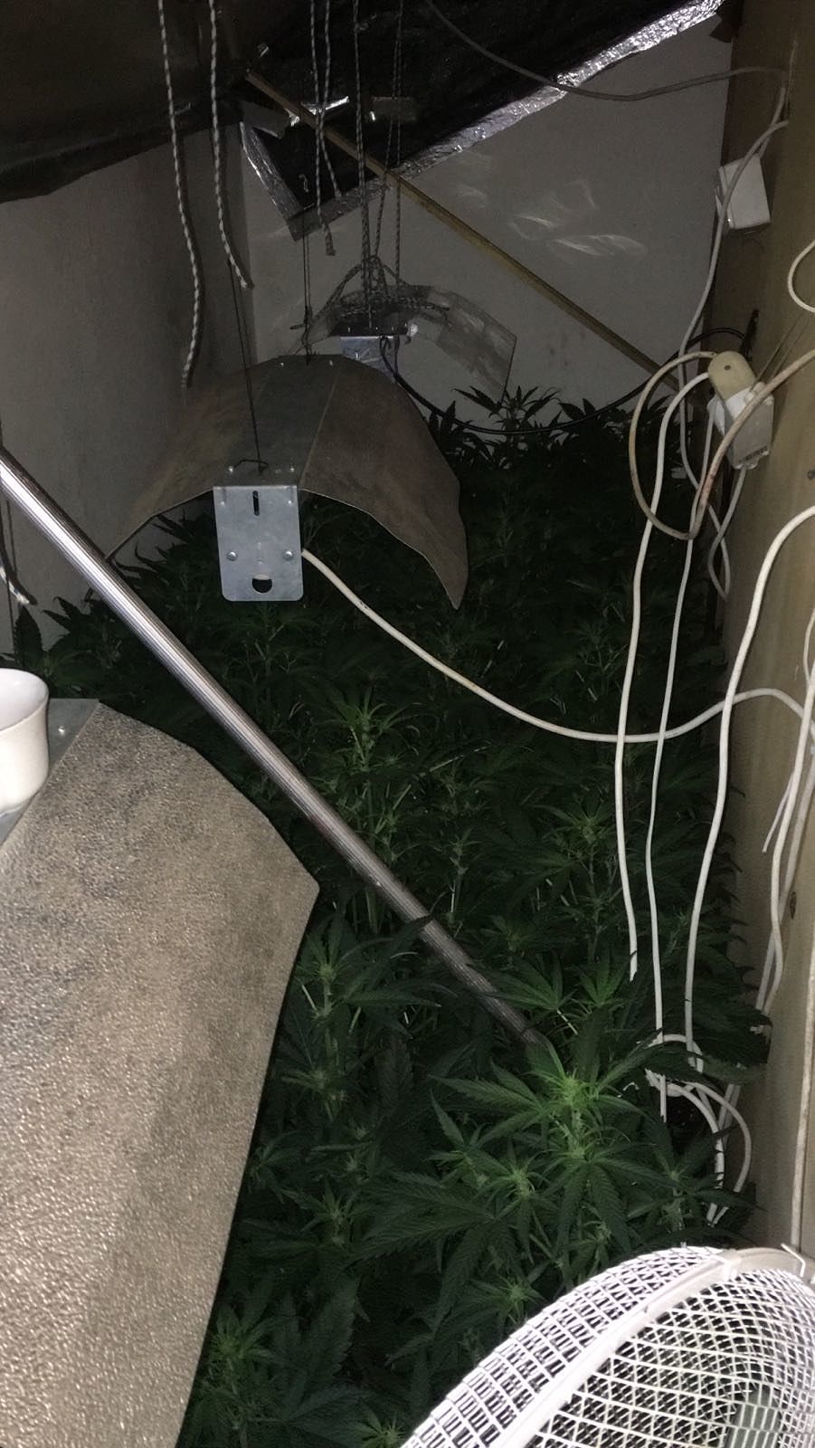 Una piantagione di marijuana in casa, condannati madre e figlio a Mulinu Becciu