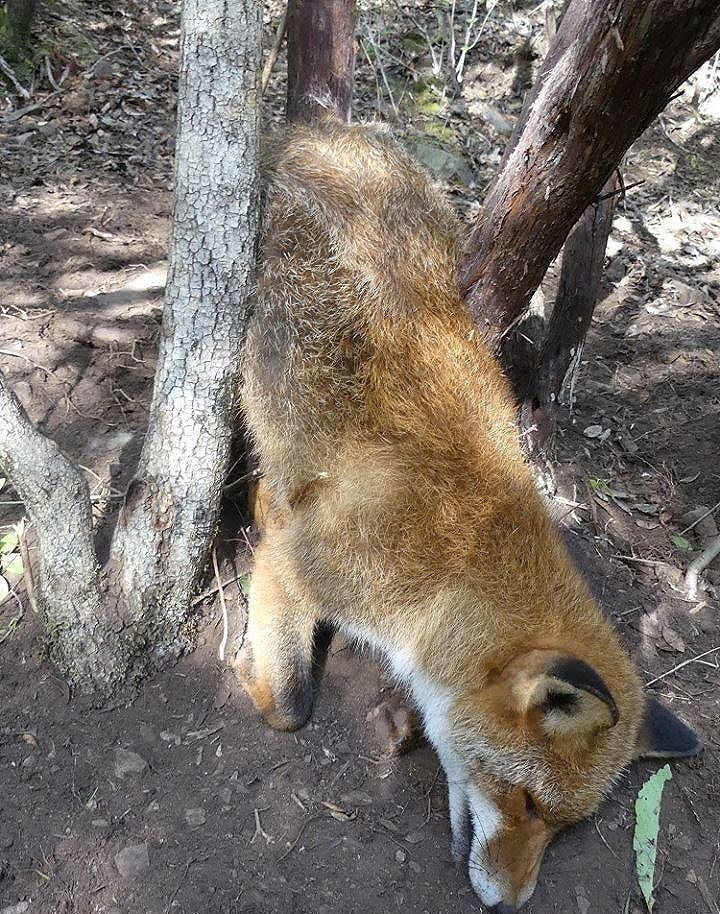 Sardegna, basta crudeltà sugli animali: la povera volpe stritolata viva nei lacci