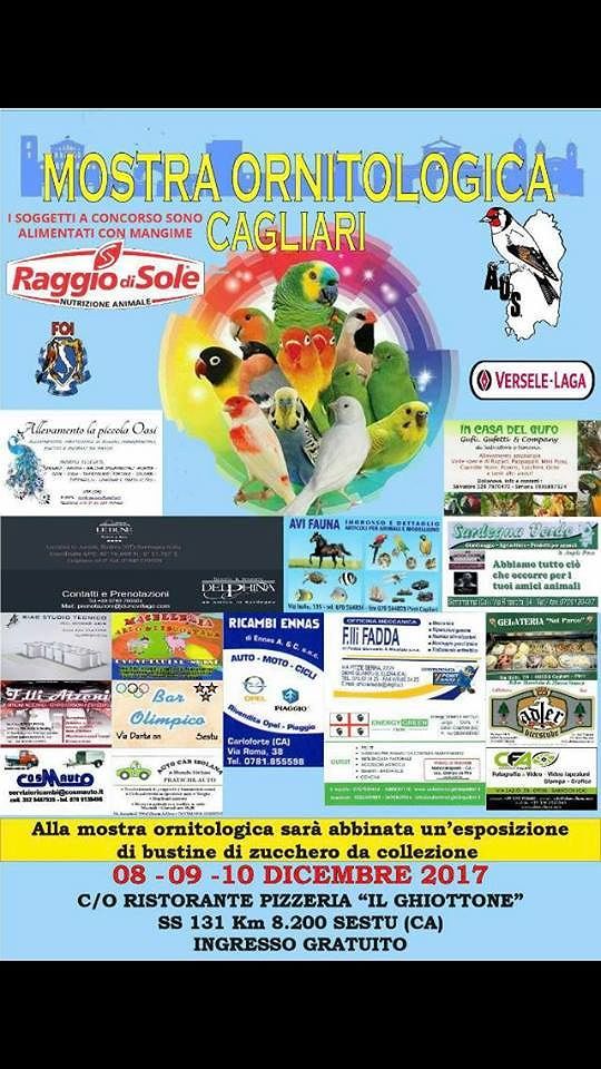 Cagliari, domenica al Ghiottone la grande mostra con tutti i canarini sardi in passerella