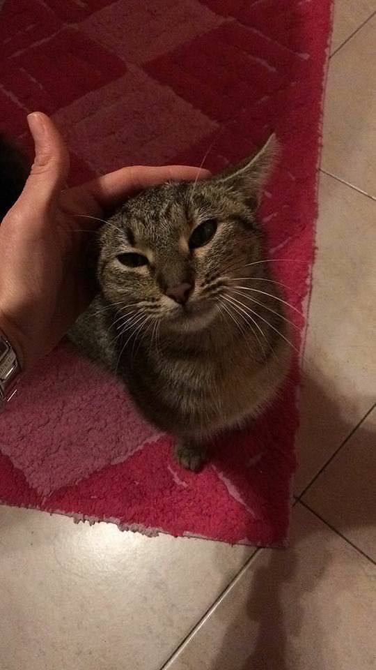 Dolcissima gattina trovata ferita a Selargius, la riconoscete?