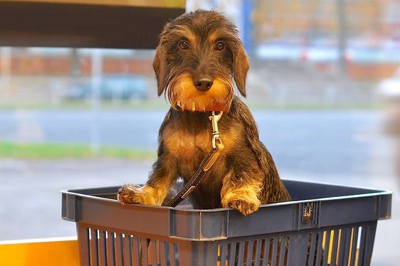Auchan, cane spinto a forza dai padroni sul tapis roulant: “Basta animali nei negozi”