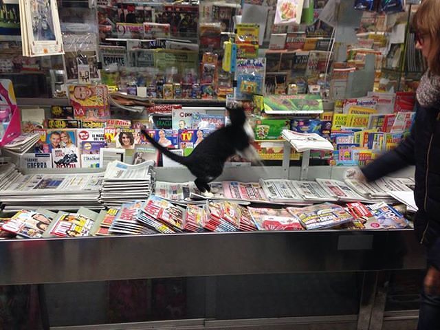 Tutti “pazzi” per Silvestro, il gatto mascotte dell’edicola di piazza Giovanni