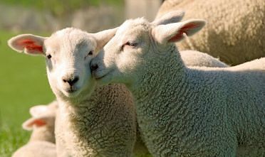 Sardegna, sulle tavole della mensa dell’Ersu l’agnello Igp