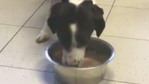 Freccia, il cane trafitto con un arpione migliora e mangia il suo primo vero pasto