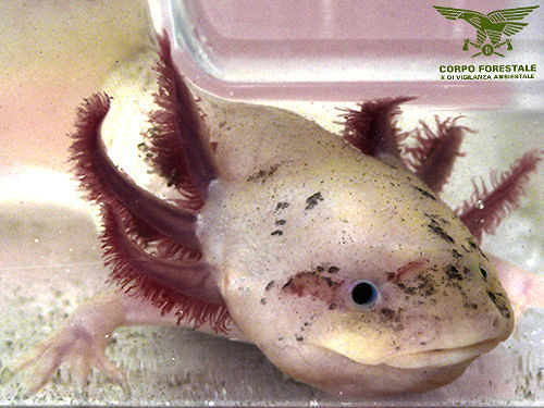 Cagliari, sorpresa al parco Vannelli: spuntano due salamandre messicane