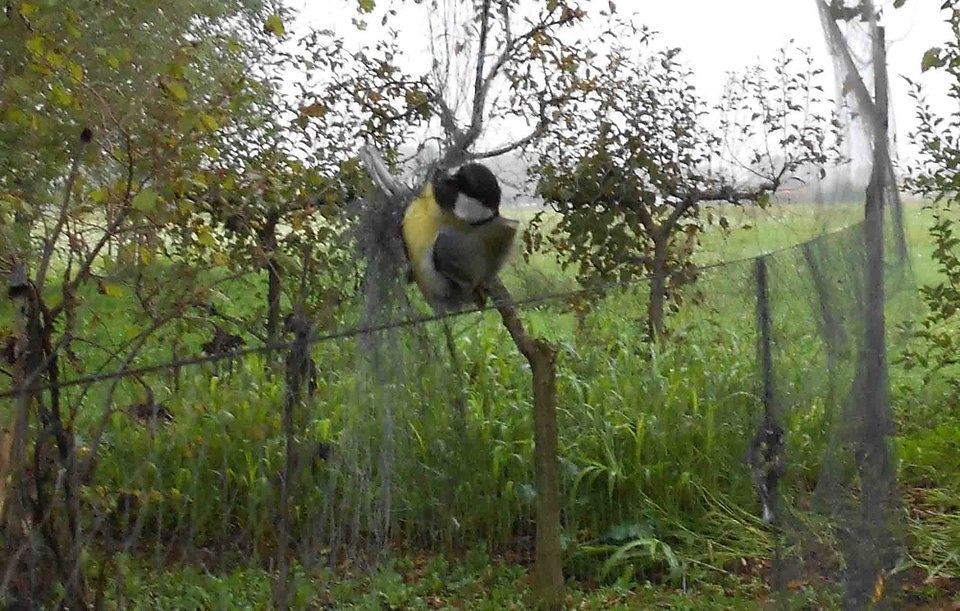 Sulcis, anche i droni contro il bracconaggio: rimosse oltre 900 trappole