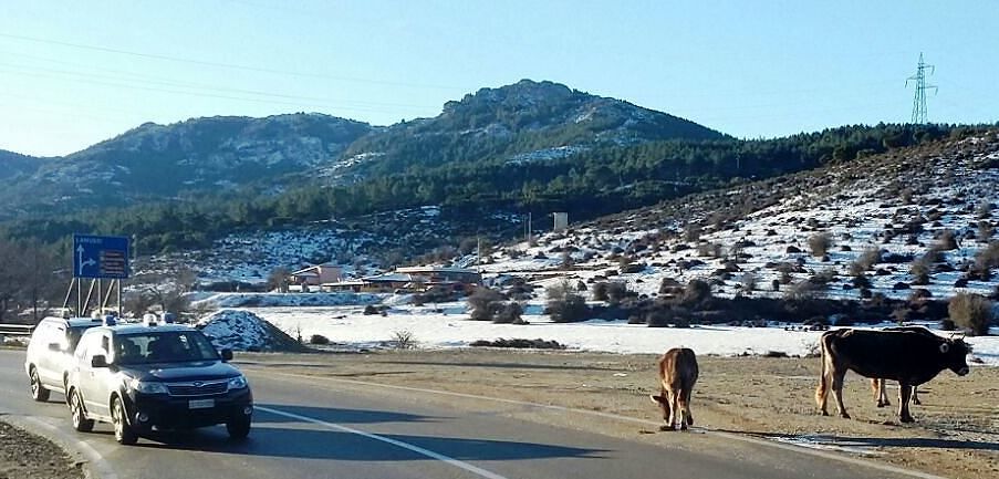 Mucche vaganti sulla Ss389: multa salata per tre allevatori