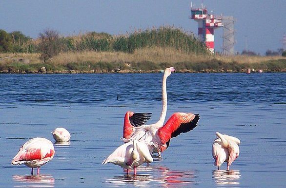 Stagni sardi, Lipu e WWF: “Uccelli a rischio, interriamo i cavi di alta tensione”