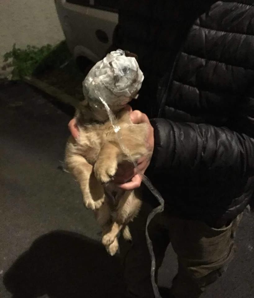 Gesto assurdo in Sardegna: hanno tentato di soffocare così il cane Natalino