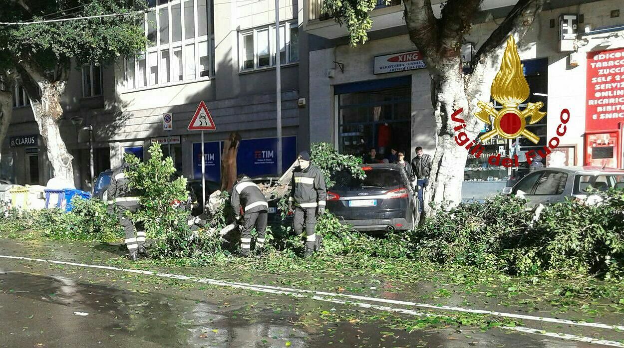 Viale Trieste, albero cade per il forte vento: danneggiate diverse auto
